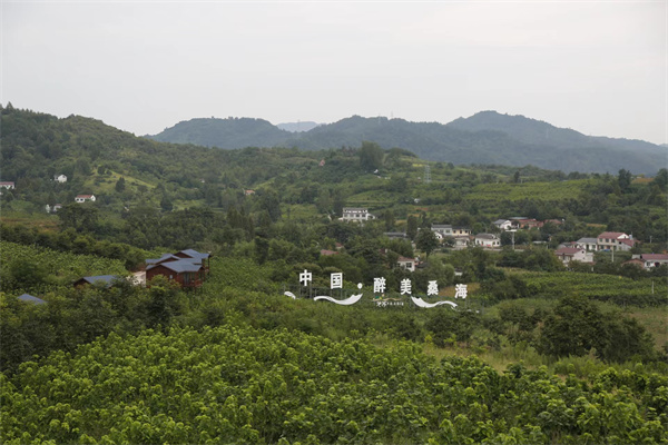 附近桑果采摘园_致富采摘桑果园视频_果桑采摘园致富经