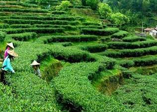 致富好项目种植_种植高端茶致富_致富种植创业项目