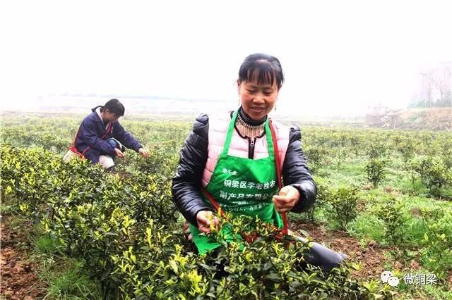 致富种植茶高端名字大全_致富种植创业项目_种植高端茶致富