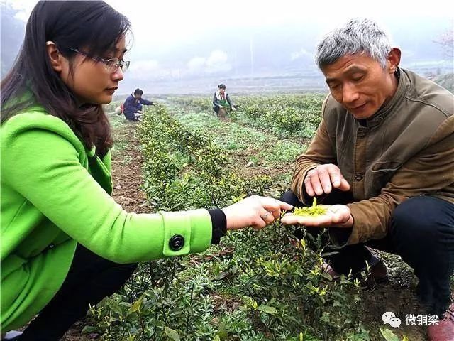 种植高端茶致富_致富种植茶高端名字大全_致富种植创业项目