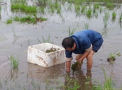 冬季小龙虾养殖技术_龙虾养殖冬季技术小视频_龙虾养殖冬天怎么过冬