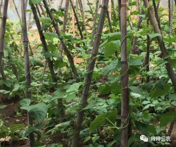 豆角种植法_豆角种植技术视频_短豆角种植技术