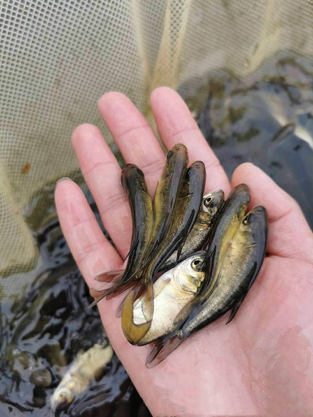 花鲢鱼精养投料技术_精养花鲢的养殖技术_如何养殖花鲢