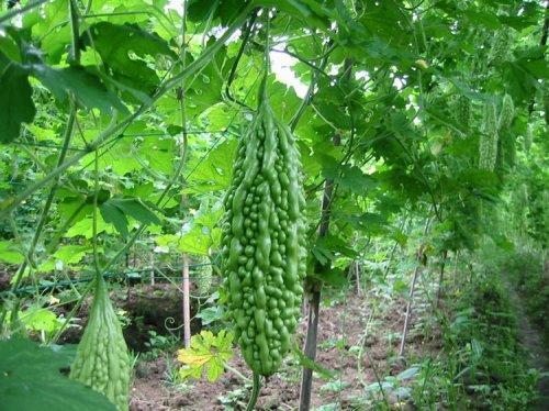 大棚西瓜的种植方法和管理技术_大棚种植技术与管理_大棚柿子种植和管理技术