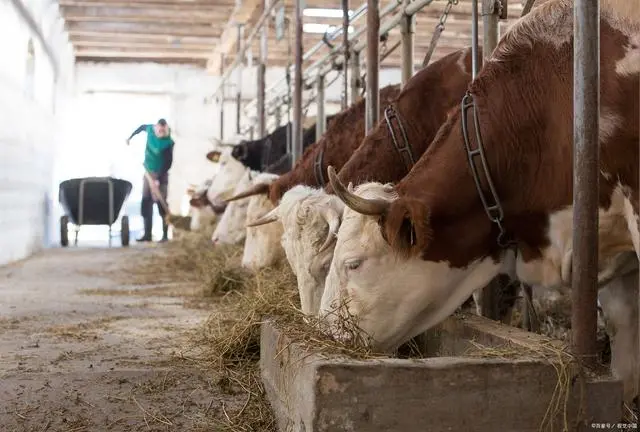 跟牛叔学养牛：肉牛养殖技术和方法