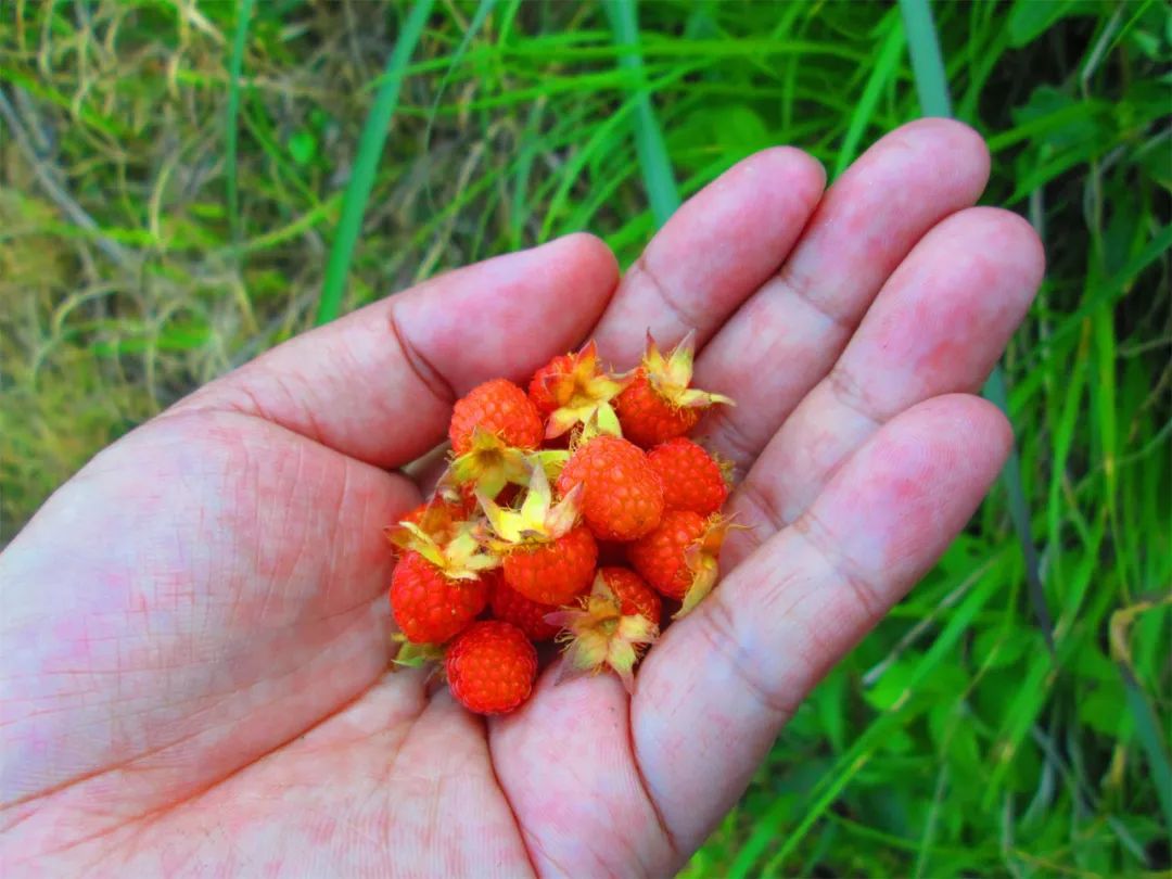 山莓的种植_视频致富种植山莓是真的吗_致富经山莓种植视频