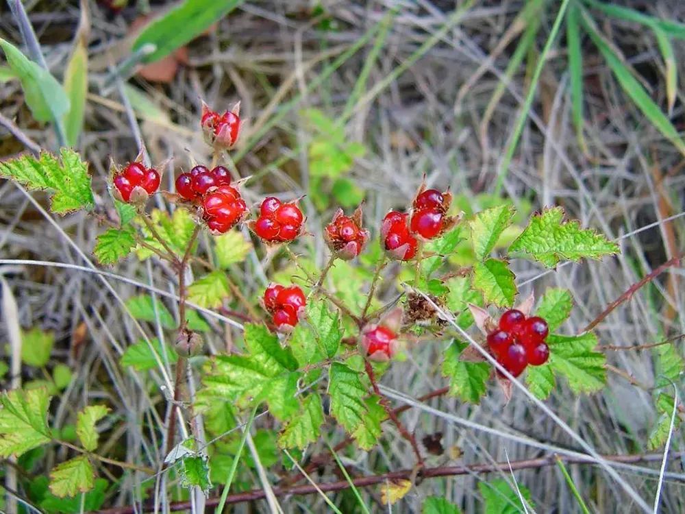 山莓的种植_视频致富种植山莓是真的吗_致富经山莓种植视频