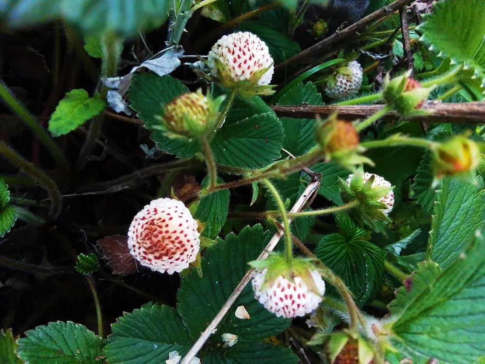 山莓的种植_致富经山莓种植视频_视频致富种植山莓是真的吗