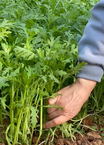 蓬蒿种植技术_种植蓬蒿技术视频_蓬蒿怎么种