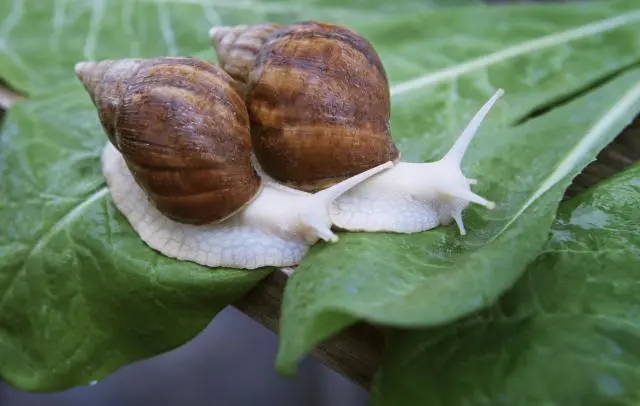 蜗牛养殖食用加工技术有哪些_食用蜗牛养殖及加工技术_食用蜗牛养殖技术视频