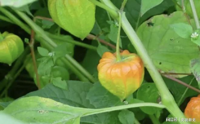 山莓种植基地_致富经山莓种植视频_山莓种植方法及修剪