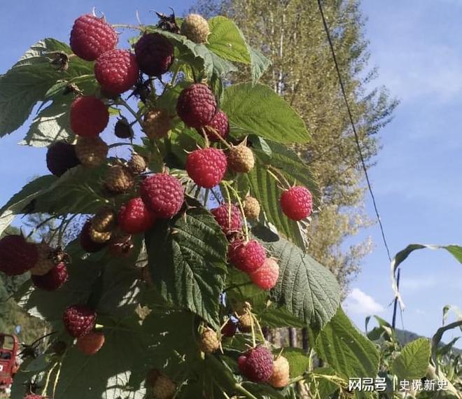 致富经山莓种植视频_山莓种植基地_山莓种植方法及修剪