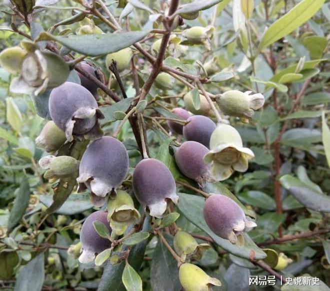 山莓种植基地_山莓种植方法及修剪_致富经山莓种植视频