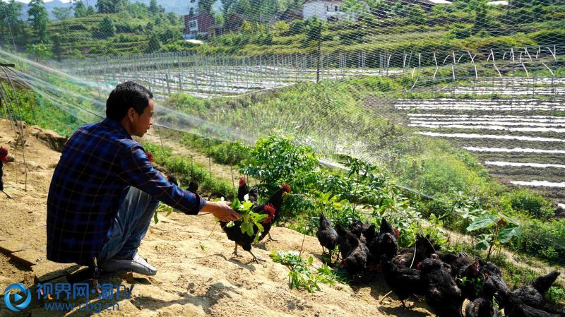 李远孝：立体种植闯出“多维”致富门道