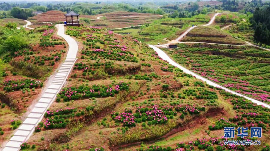 致富经种植明星重庆篇_重庆种植什么最赚钱农村_重庆种植什么