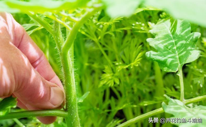 酉红柿的种植技术_种植西红柿技术视频_种酉红柿的种植方法