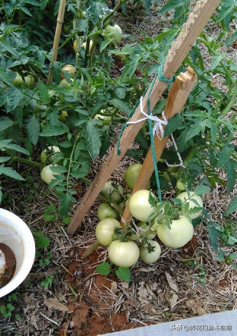 种植西红柿技术视频_种酉红柿的种植方法_酉红柿的种植技术