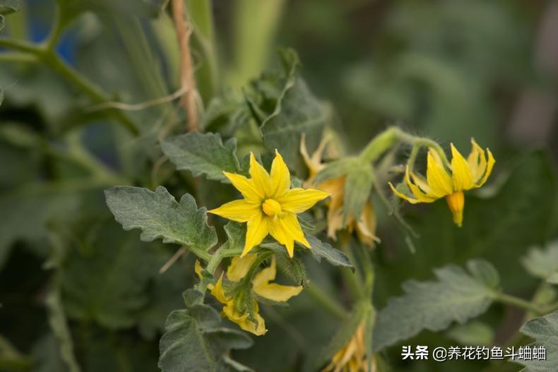 酉红柿的种植技术_种植西红柿技术视频_种酉红柿的种植方法