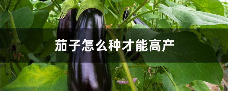 茄子怎么种才能高产