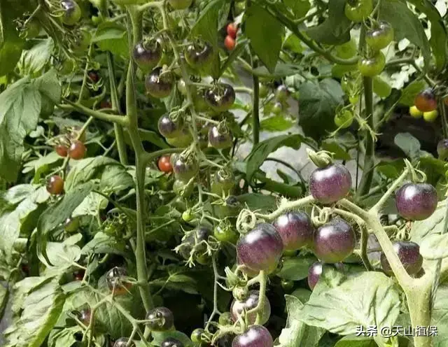 酉红柿的种植技术_种酉红柿的种植方法_西红柿树种植技术视频教程