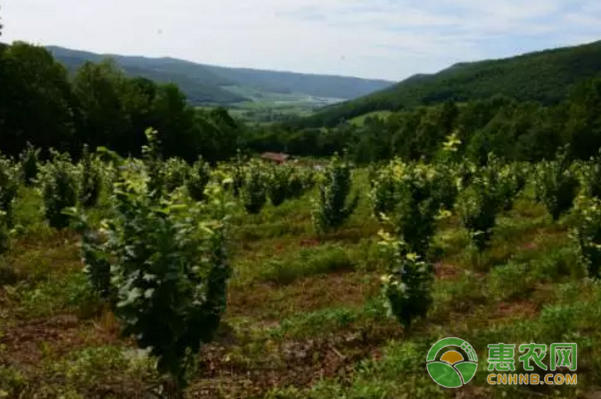 种植致富案例：树下种灵芝-图片版权归惠农网所有