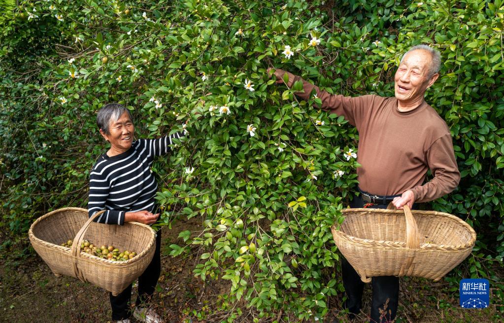 山间油茶花 结出“致富果”——湖北阳新油茶产业发展见闻