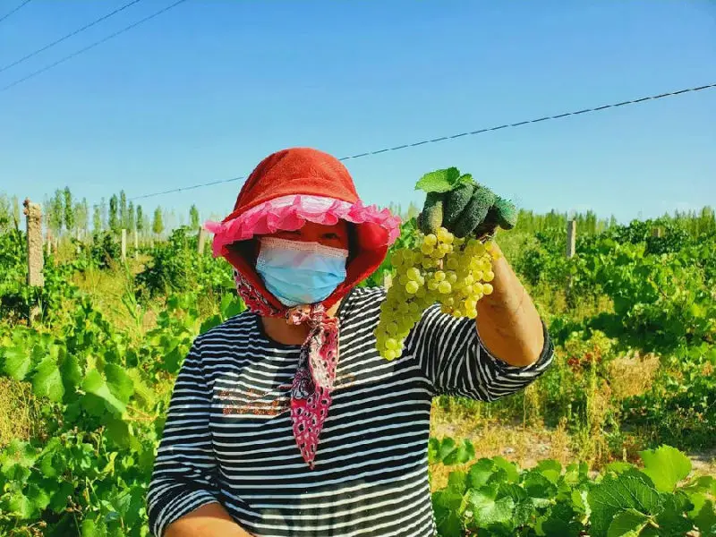 ​图为沉浸在丰收喜悦中的果农（苏强 摄）