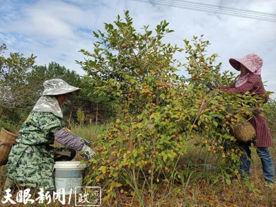 种植油茶赚钱吗_油茶种植致富_致富种植油茶图片