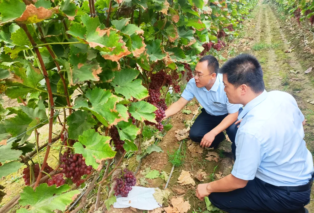 南通葡萄种植基地_南通致富种植葡萄基地地址_南通葡萄种植致富