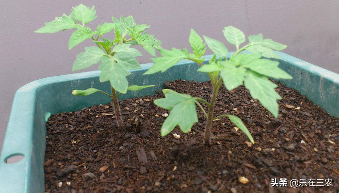 种植西红柿技术视频_酉红柿的种植技术_种酉红柿的种植方法