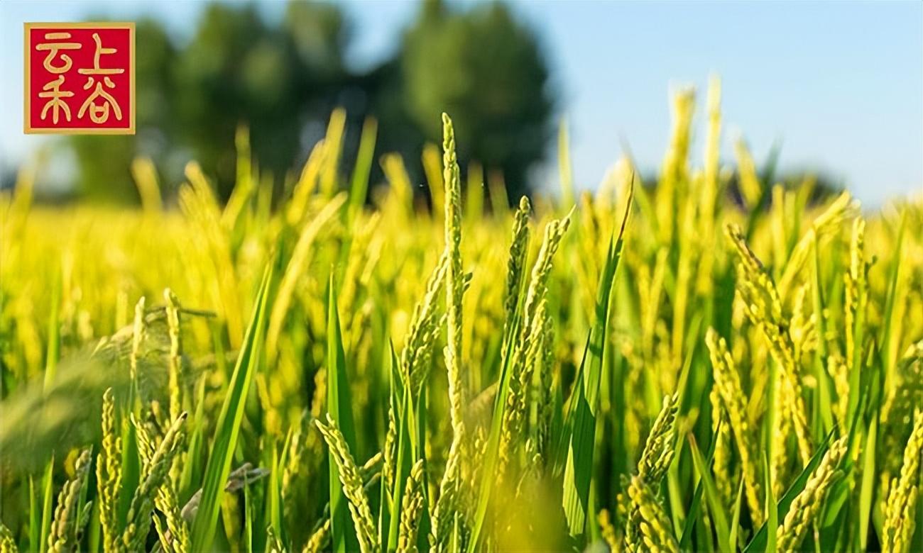 种植致富经_生态种植致富研究_种植致富案例