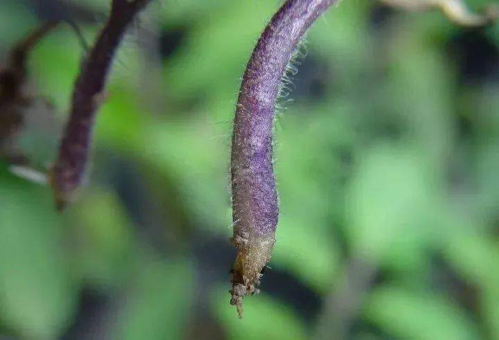 秋季番茄大棚种植技术要点_秋季番茄大棚种植技术与管理_秋季大棚番茄种植技术