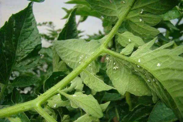 秋季大棚番茄种植技术_秋季番茄大棚种植技术要点_秋季番茄大棚种植技术与管理