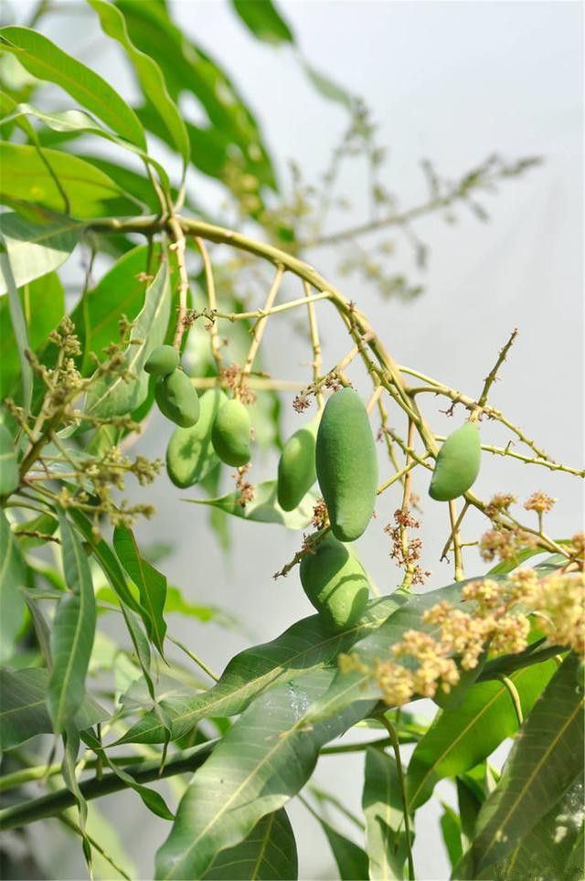 视频芒果讲解种植技术教学_芒果种植技术视频讲解_芒果种植的视频