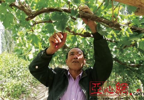 鄯善县葡萄种植带头人教村民技术齐致富