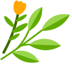 种西葫芦视频_种植西葫芦致富_种植葫芦的前景