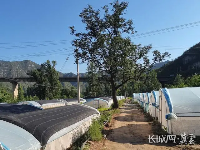 养殖蝗虫致富_2021养殖蝗虫的前景_致富养殖蝗虫赚钱吗