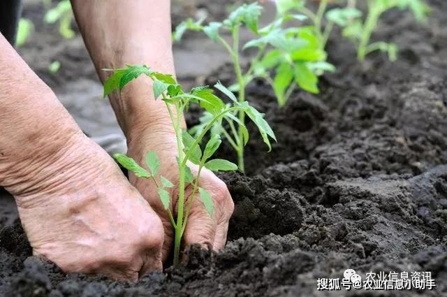 蔬莱大棚种植技术_蔬菜大棚种植的步骤_蔬菜大棚种菜技术指导