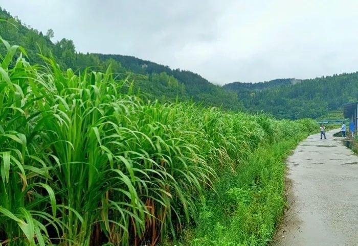 种植致富新项目_生态种植致富研究_种植致富经