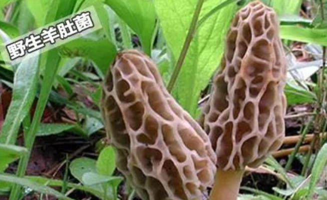 羊肚菌野生与种植区别