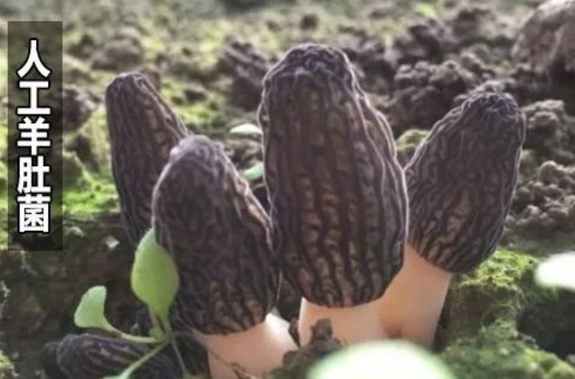 羊肚菌野生与人工区别