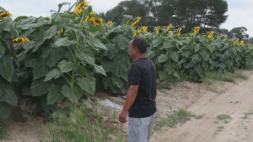 库伦旗：勤劳铺就致富路 特色种植出奇招