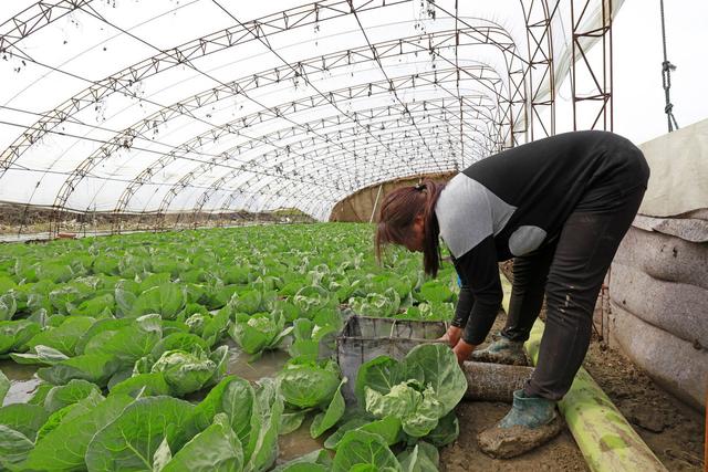 大棚蔬菜重茬问题多，要想避免或减轻重茬障碍，4项措施试试看