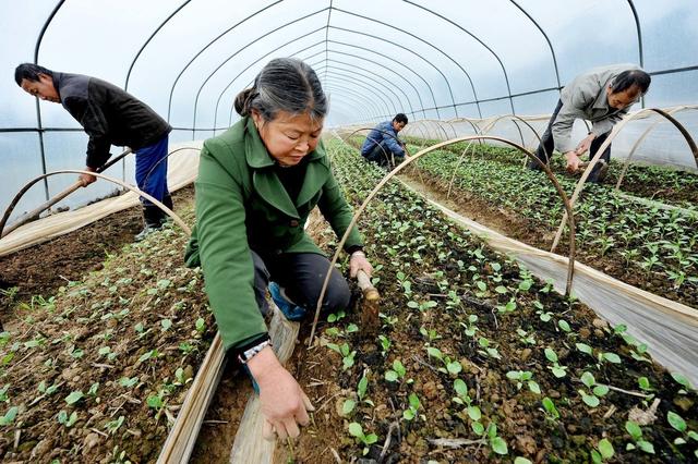 大棚蔬菜重茬问题多，要想避免或减轻重茬障碍，4项措施试试看