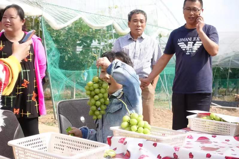 致富经葡萄种植视频_冰葡萄多少钱一袋_致富经上冰葡萄