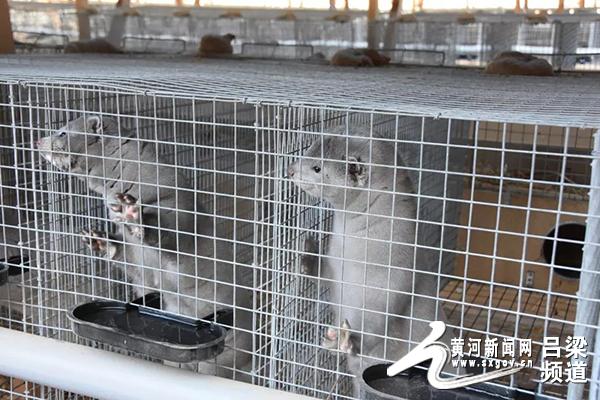 致富经水貂养殖视频_养殖水貂的成本和利润_视频致富养殖水貂骗局