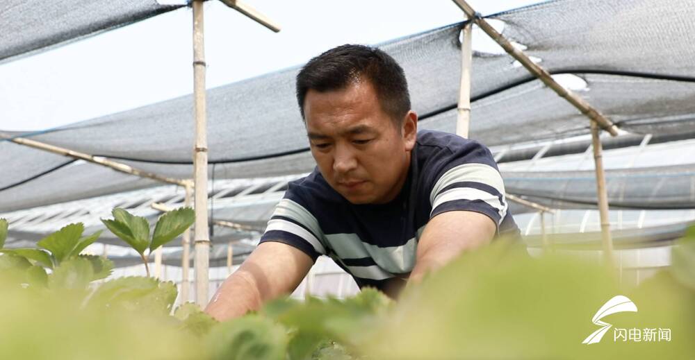 山东草莓什么时候种怎么种_山东草莓种植致富_山东草莓种植基地