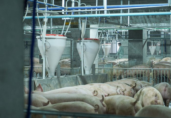 致富生猪养殖湖北有几家_湖北养猪大户_致富经湖北生猪养殖