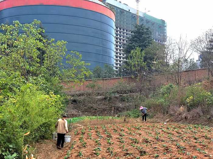 致富经湖北生猪养殖_湖北养猪大户_致富生猪养殖湖北有几家