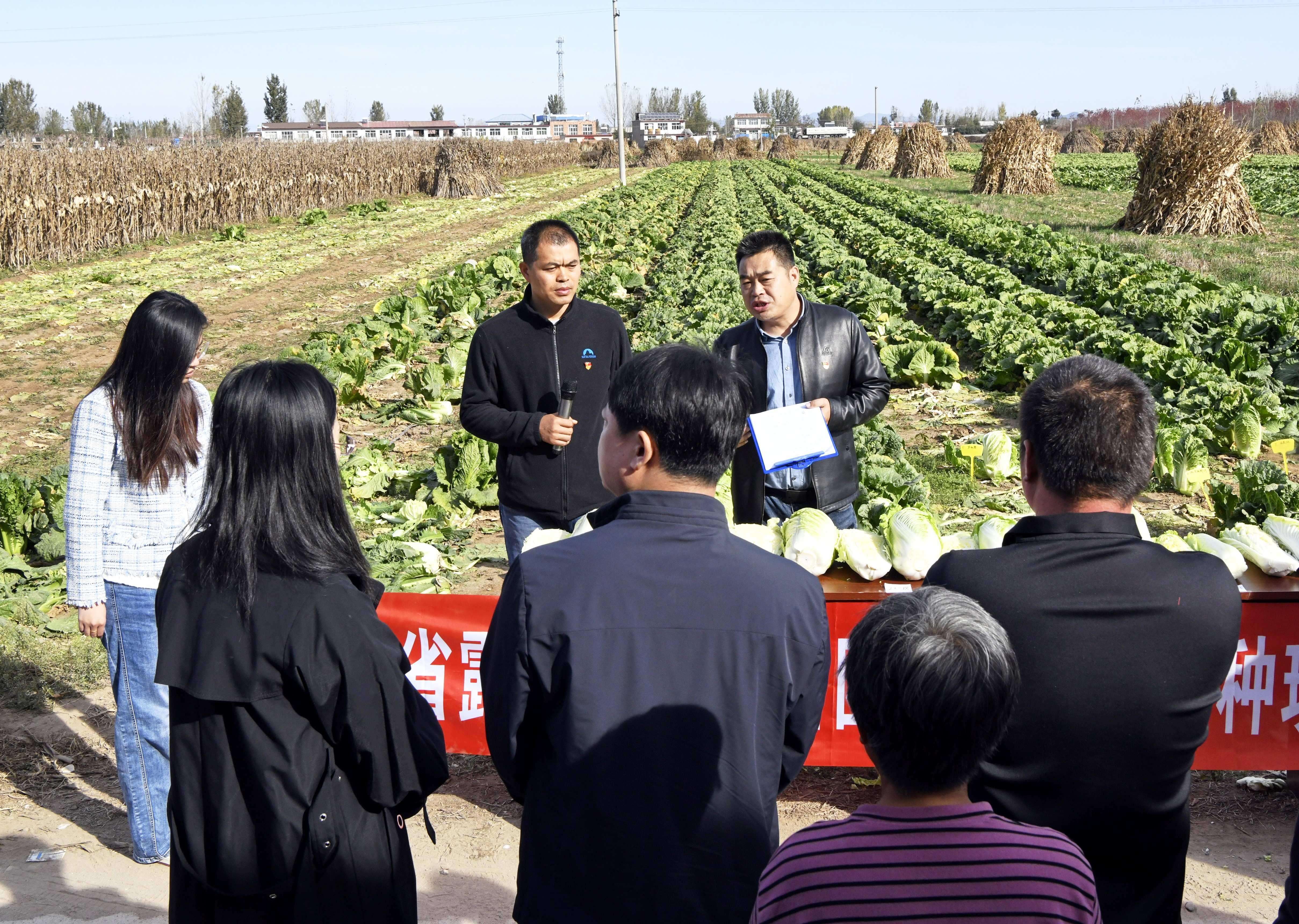 11月3日，迁安市彭店子镇易庄村，专家正在进行白菜新品种种植技术宣讲。